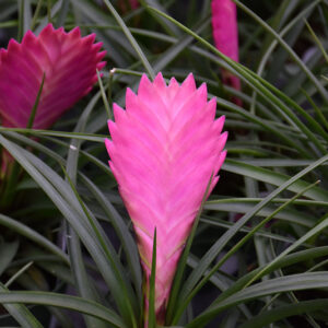 Pink Quill flowers
