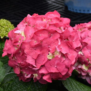 Summer Crush® Hydrangea flowers