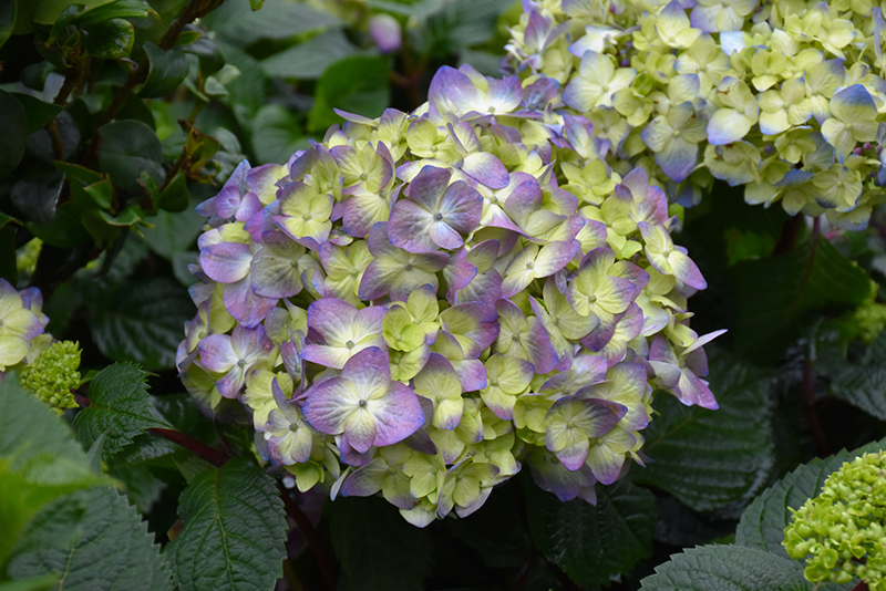 Bloomstruck® Hydrangea flowers