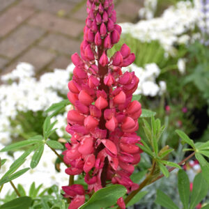 Westcountry&trade; Red Rum Lupine flowers