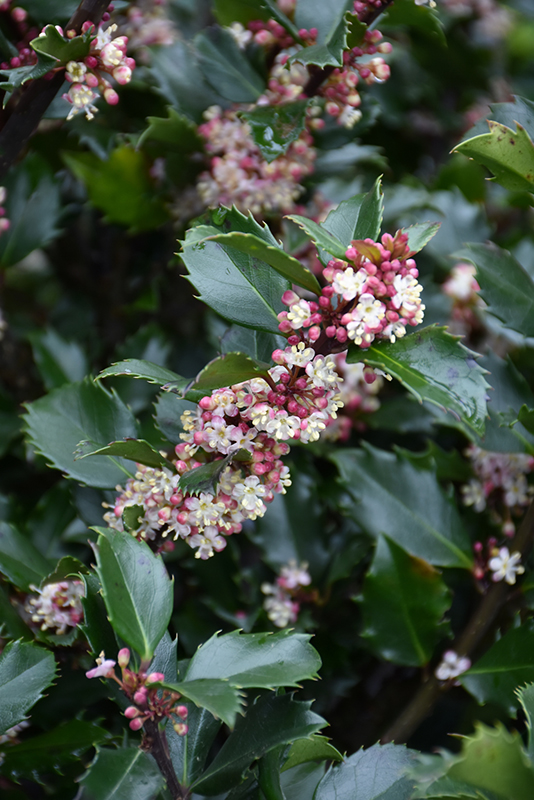 Blue Prince Meserve Holly flowers