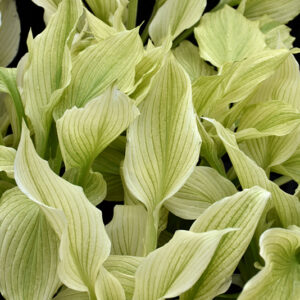 White Feather Hosta foliage