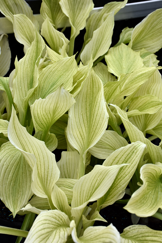 White Feather Hosta foliage