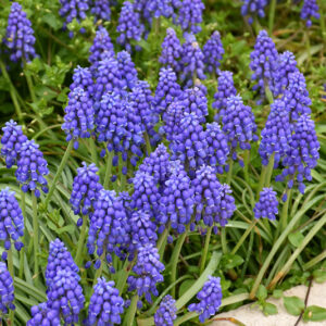 Grape Hyacinth flowers
