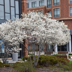 Autumn Brilliance Serviceberry in bloom