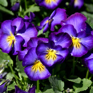 Halo Violet Pansy flowers