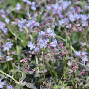 Touch Of Class Jacob's Ladder flowers