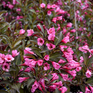 Fine Wine&reg; Weigela flowers