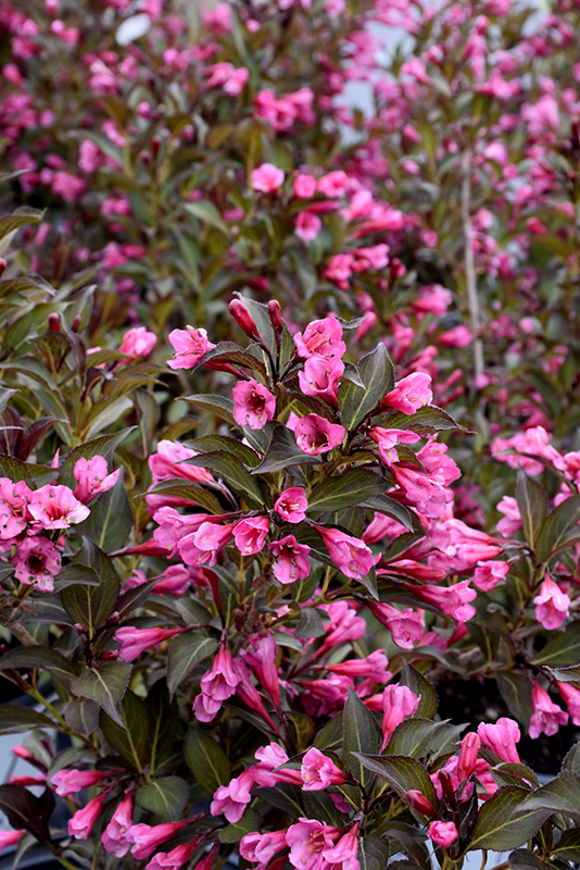 Fine Wine® Weigela flowers