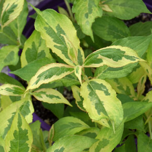 My Monet&reg; Sunset Weigela foliage