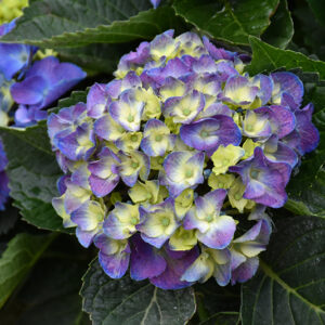 Onyx&trade; Peacock Hydrangea flowers