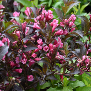 Shining Sensation&trade; Weigela flowers