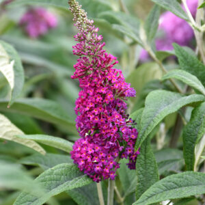 Miss Ruby Butterfly Bush flowers