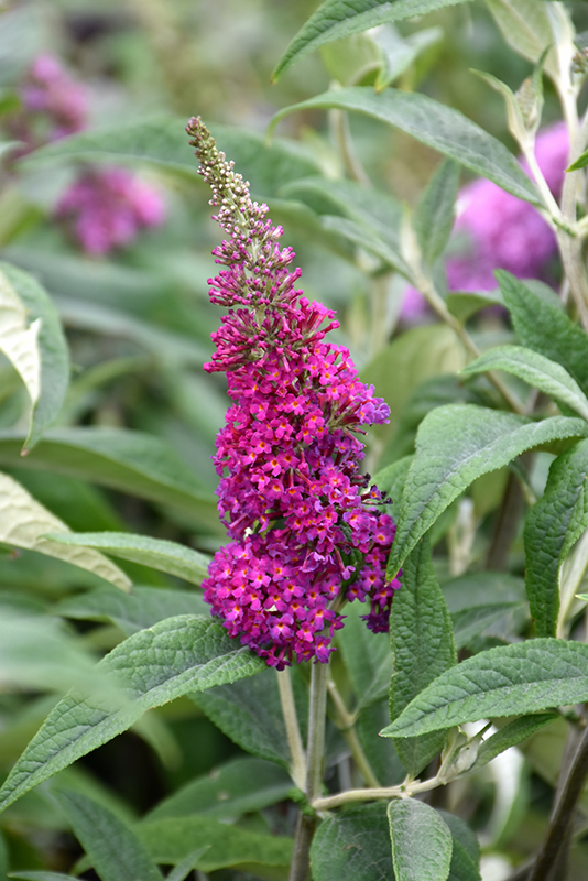 Miss Ruby Butterfly Bush flowers