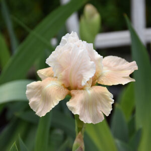 Smitten Kitten Iris flowers