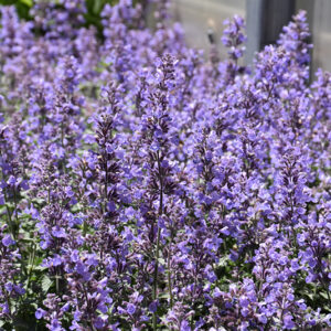 Cat's Meow Catmint flowers