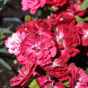 Constant Cadence® Milk Cherry Pinks flowers