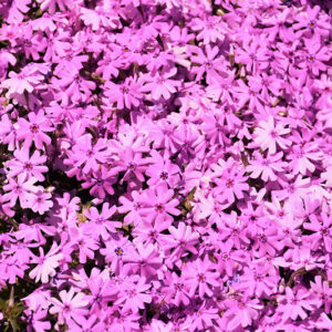 Rocky Road Pink Phlox flowers