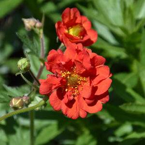 Blazing Sunset Avens flowers