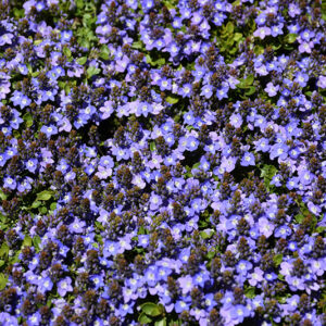 Turkish Speedwell flowers