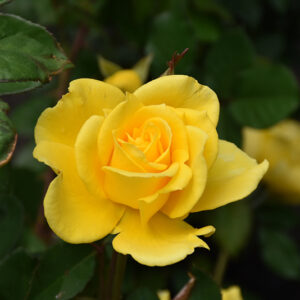 Henry Fonda Rose flowers