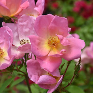 Rainbow Knock Out&reg; Rose flowers