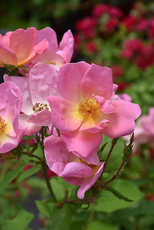 Rainbow Knock Out® Rose flowers