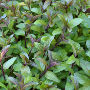 Chocolate Mint foliage