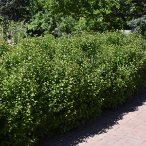 Alpine Currant