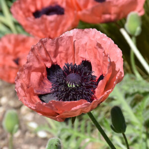 Princess Victoria Louise Poppy flowers