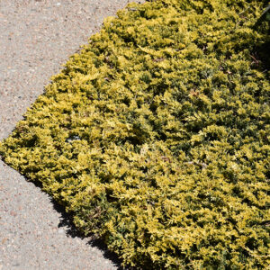 Mother Lode Juniper
