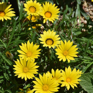 Colorado Gold Gazania flowers