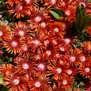 Red Mountain® Flame Ice Plant flowers