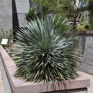 Sapphire Skies Yucca