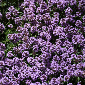 Pink Chintz Creeping Thyme flowers