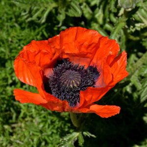 Beauty of Livermere Poppy flowers