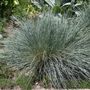 Saphirsprudel Blue Oat Grass
