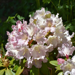 Hoopla Rhododendron flowers