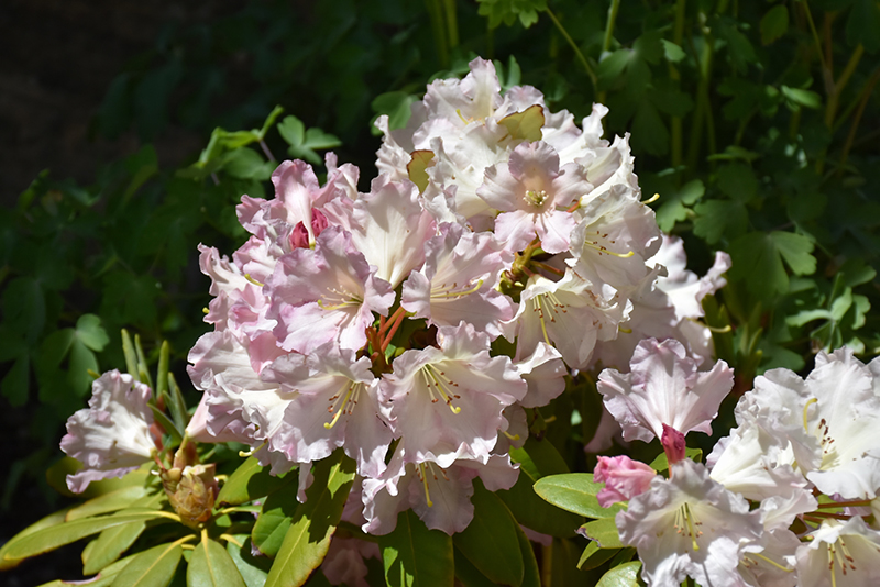 Hoopla Rhododendron flowers