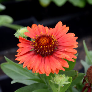 SpinTop&trade; Red Blanket Flower flowers