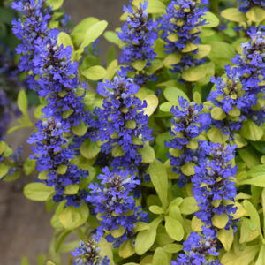Feathered Friends&trade; Cordial Canary Bugleweed flowers