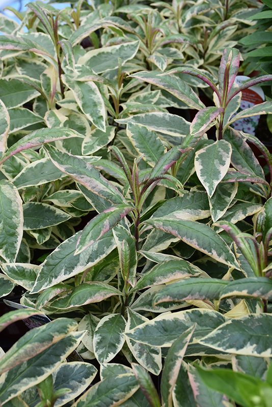 Olympus Garden Phlox foliage