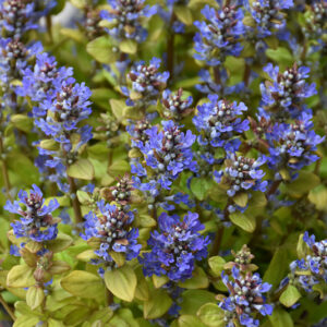 Feathered Friends™ Fancy Finch Bugleweed flowers