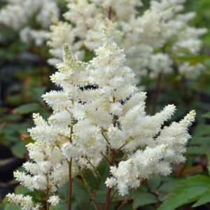 Younique White™ Astilbe flowers
