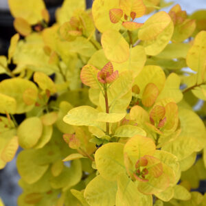Winecraft Gold&reg; Smokebush foliage
