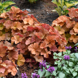 Northern Exposure&trade; Amber Coral Bells