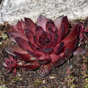 SuperSemp&reg; Onyx Hens And Chicks