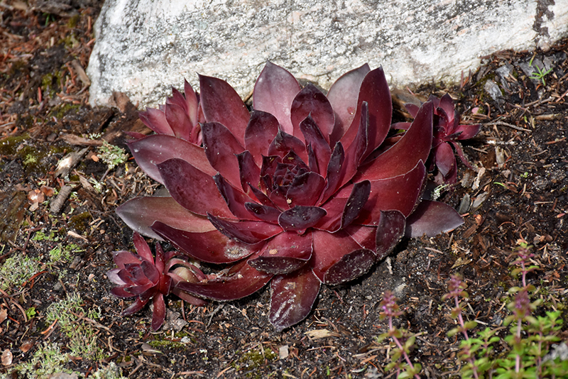 SuperSemp® Onyx Hens And Chicks