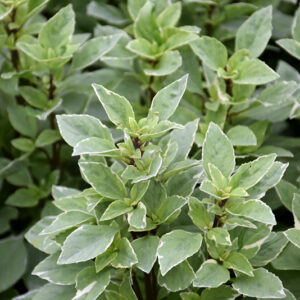 Lemon Basil foliage