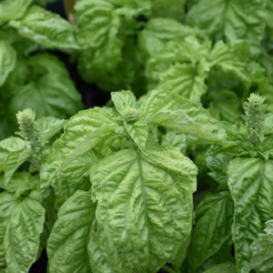 Italian Large Leaf Sweet Basil foliage